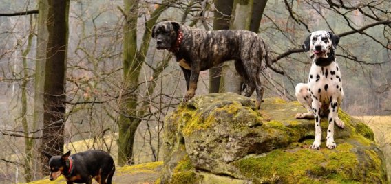 Valečov Výlet se psem 385