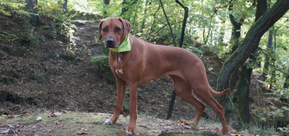 Z Černín do Malešova (Kutnohorsko) Výlet se psem 422