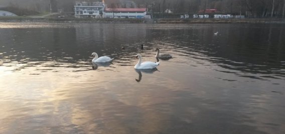 Vycházka u Braníku Výlet se psem 517